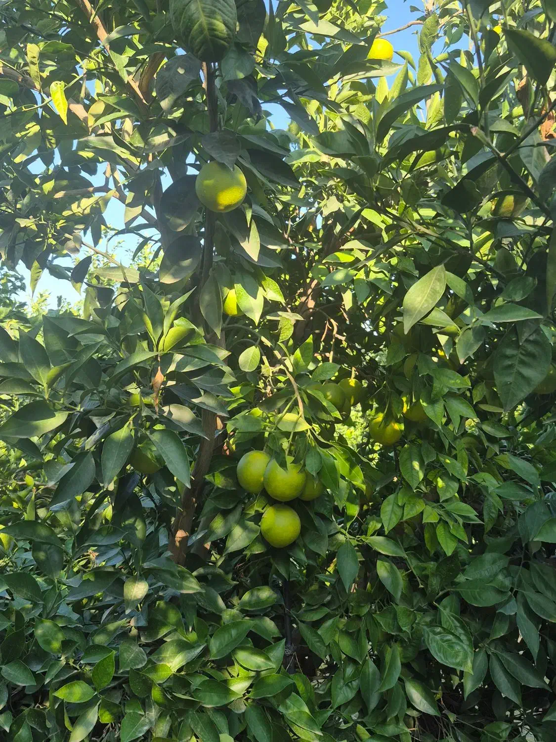 فروش پرتقال   تاراکو  درجه ۱  صادراتی رو درخت|خوردنی و آشامیدنی|کردکوی, |دیوار