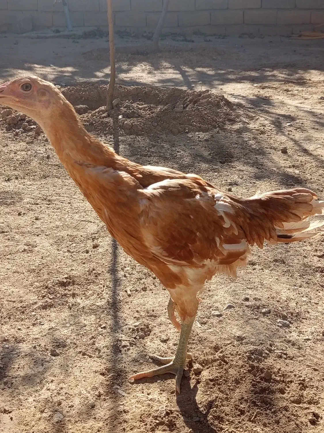 جوجه لاری|حیوانات مزرعه|باوله, |دیوار