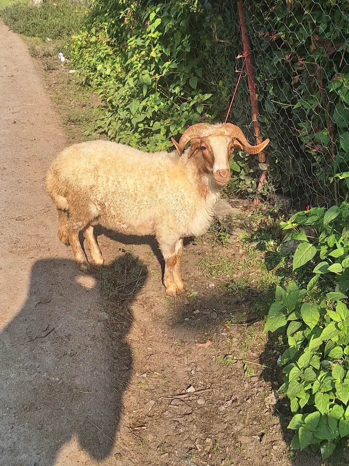 گوسفند پروار محلی|حیوانات مزرعه|سیاهکل, |دیوار