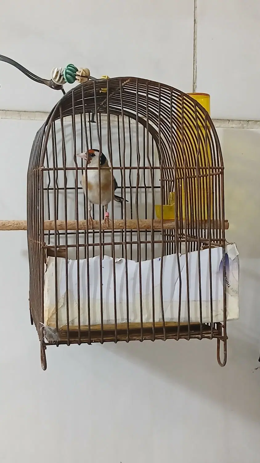 سهره|پرنده|بهارستان, |دیوار