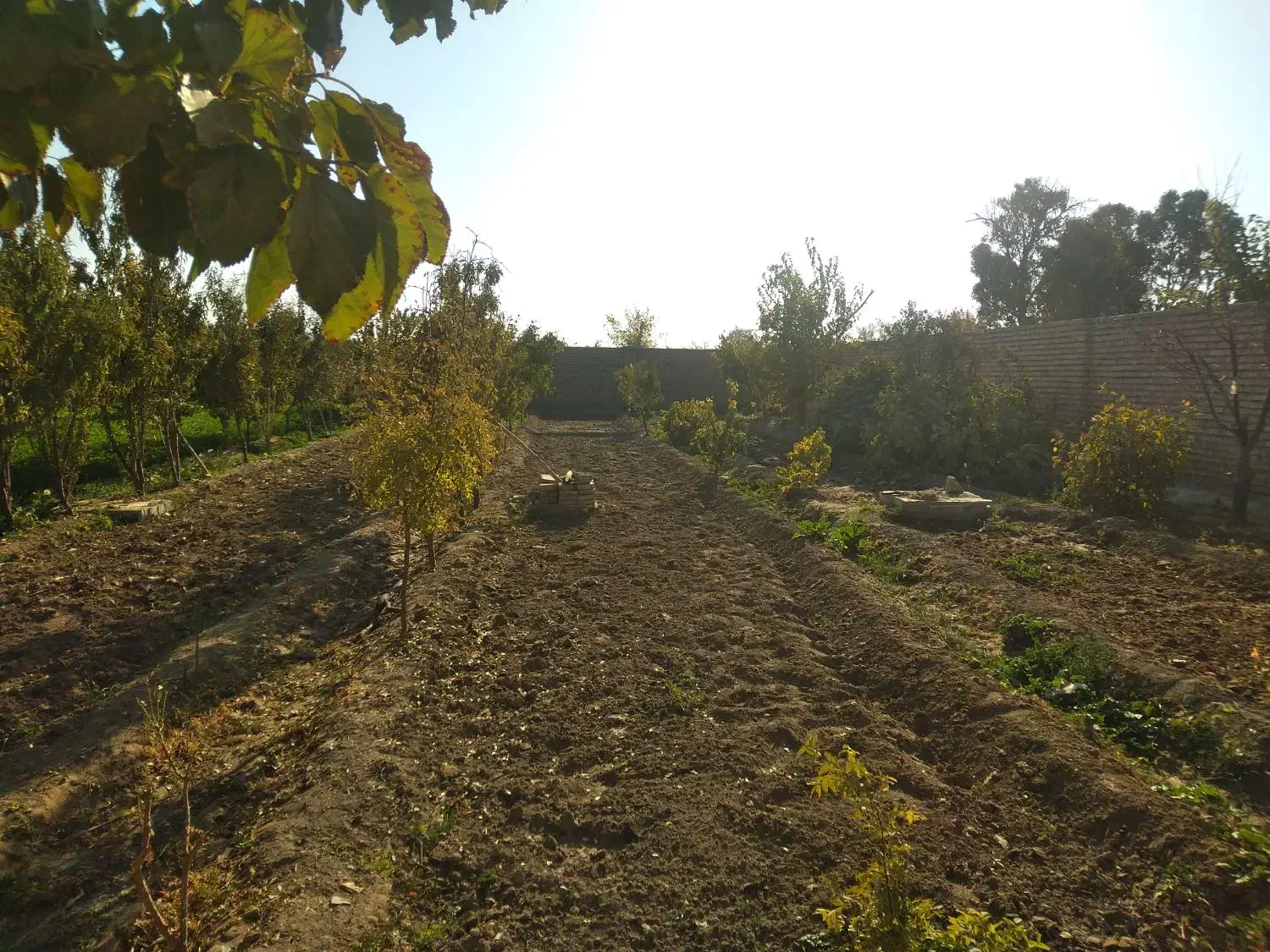 زمین باغ|فروش زمین و ملک کلنگی|تربت‌حیدریه, پائین ولایت|دیوار