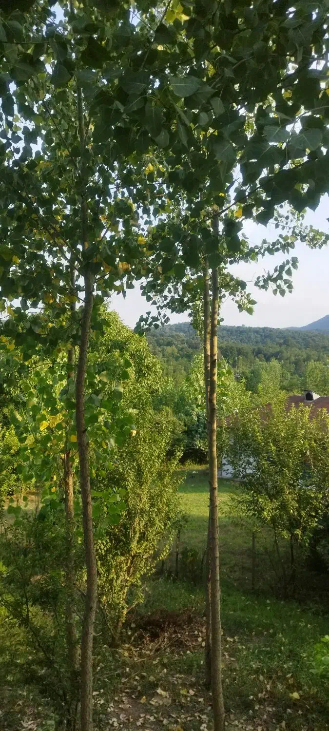 اجاره ویلا|اجارهٔ کوتاه‌مدت ویلا و باغ|رشت, توشیبا|دیوار