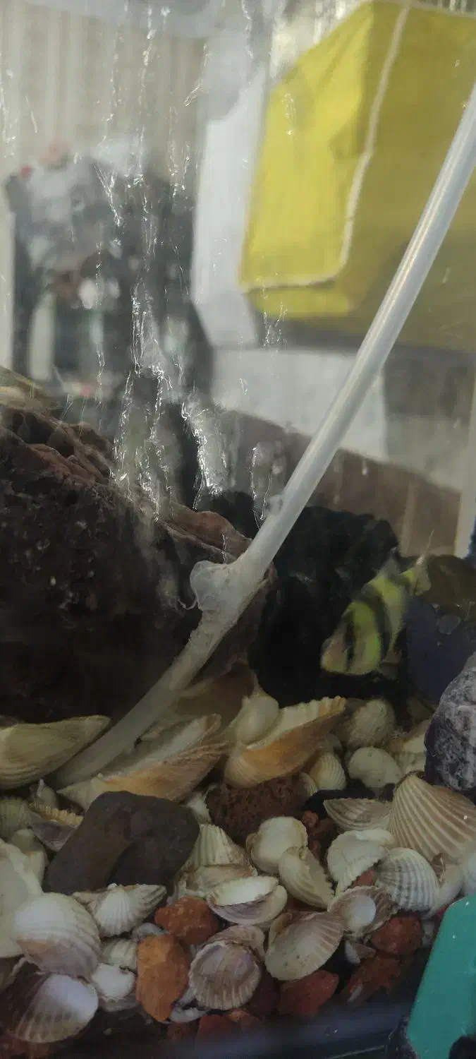 ماهی زینتی|ماهی|قزوین, |دیوار