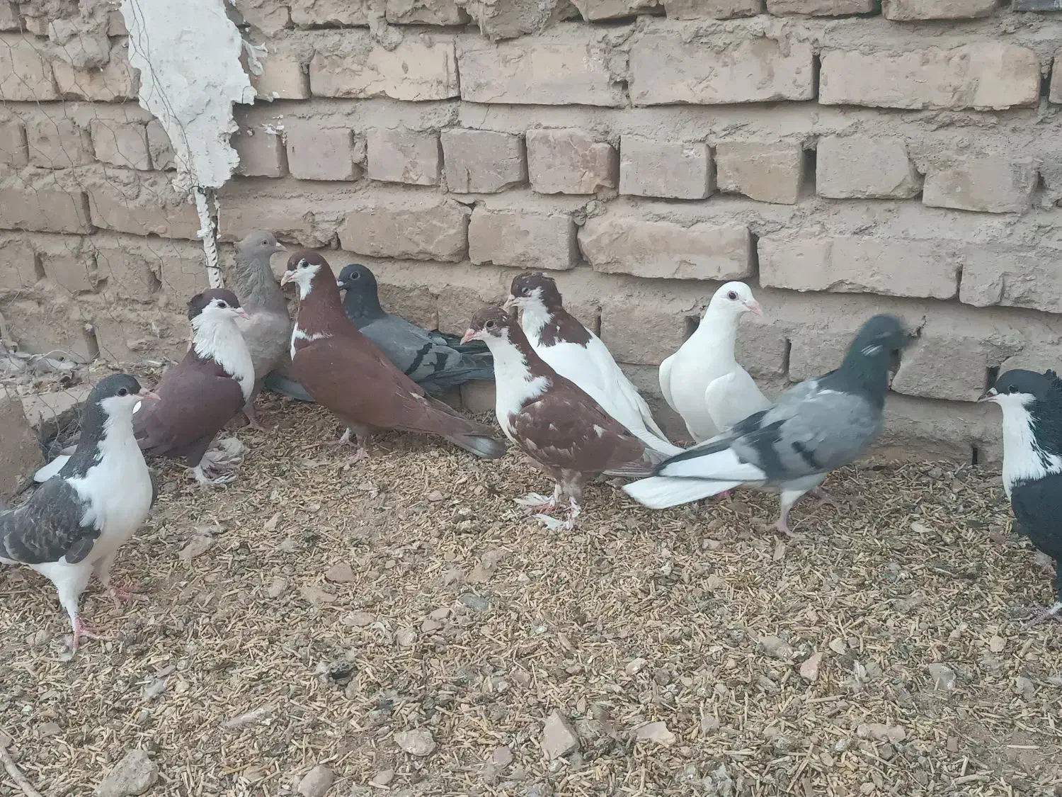 13کبوتر جوانه|پرنده|جزنیک, |دیوار