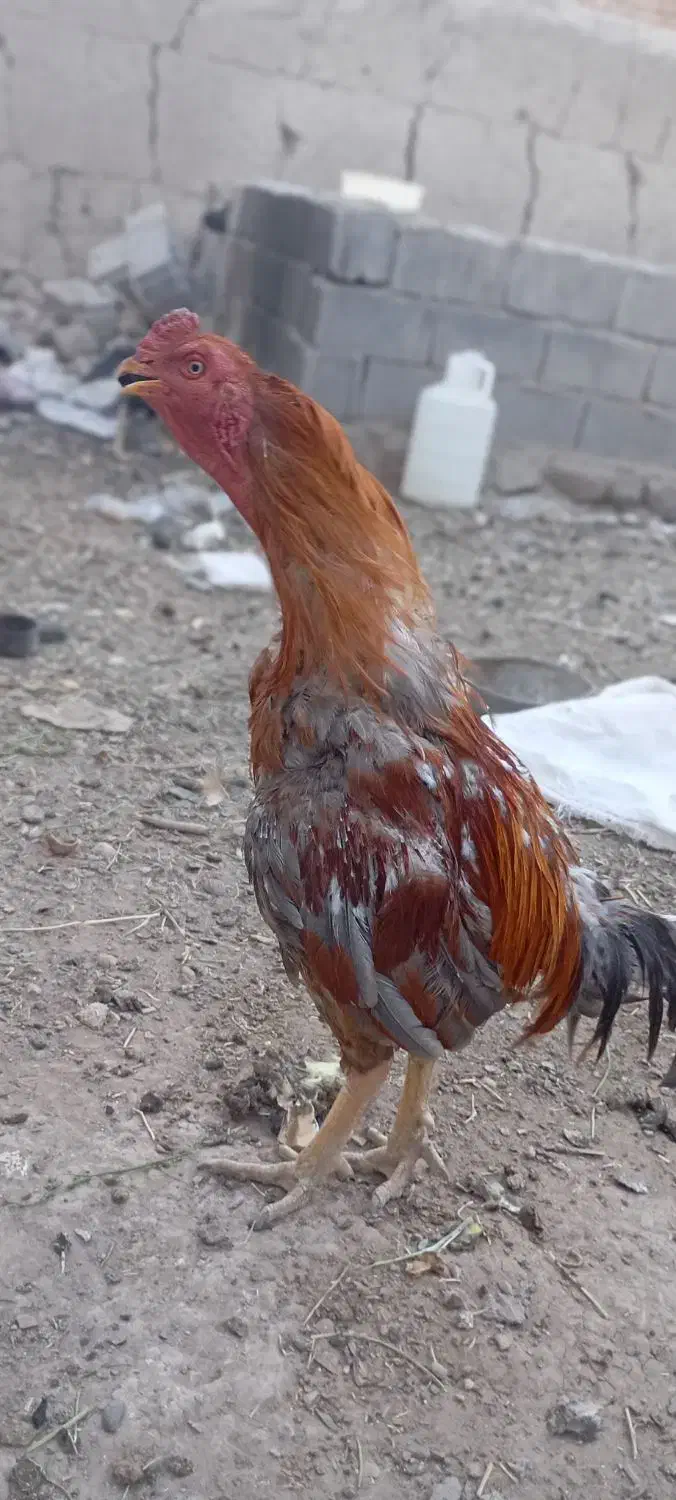 خروس لاری|حیوانات مزرعه|عجب شیر, |دیوار