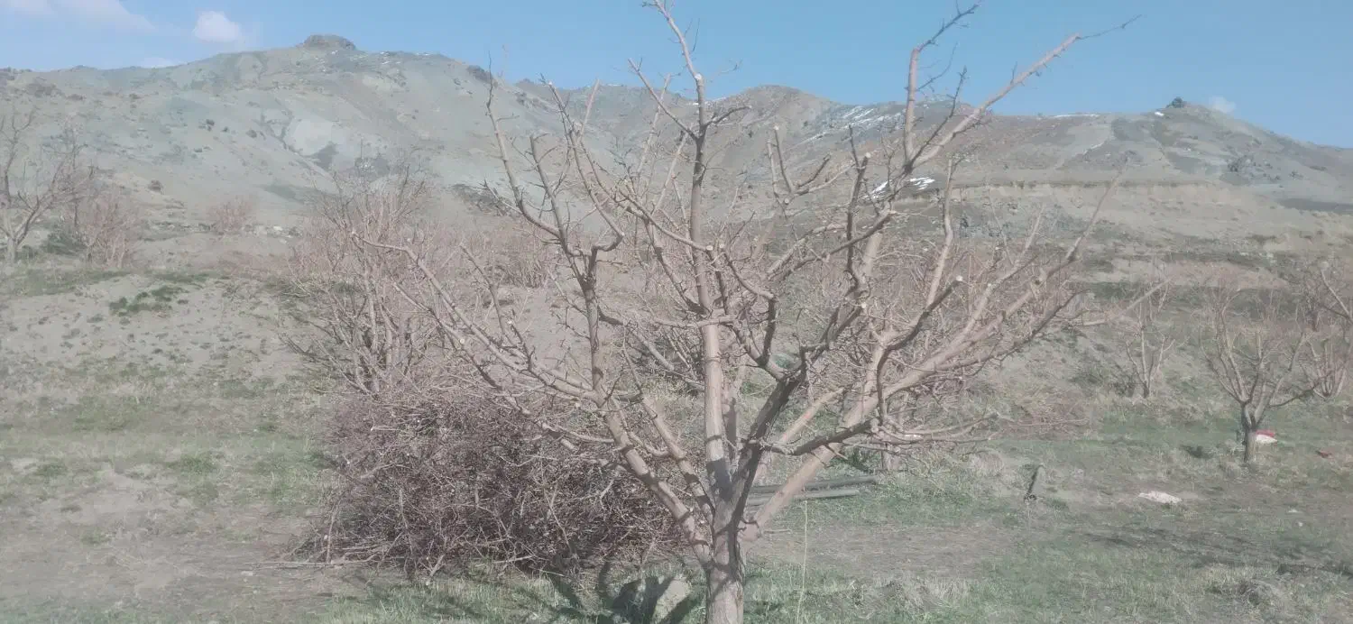 باغبانی تخصصی|خدمات باغبانی و درختکاری|طرقبه, |دیوار