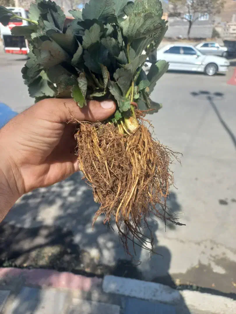 نشا توت فرنگی پاروس دانه ۲ هزار تومن|خدمات باغبانی و درختکاری|اهواز, عامری|دیوار