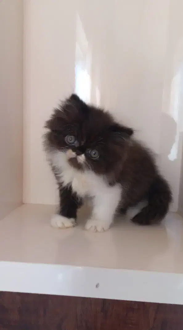 بچه گربه پرشین|گربه|ساری, |دیوار