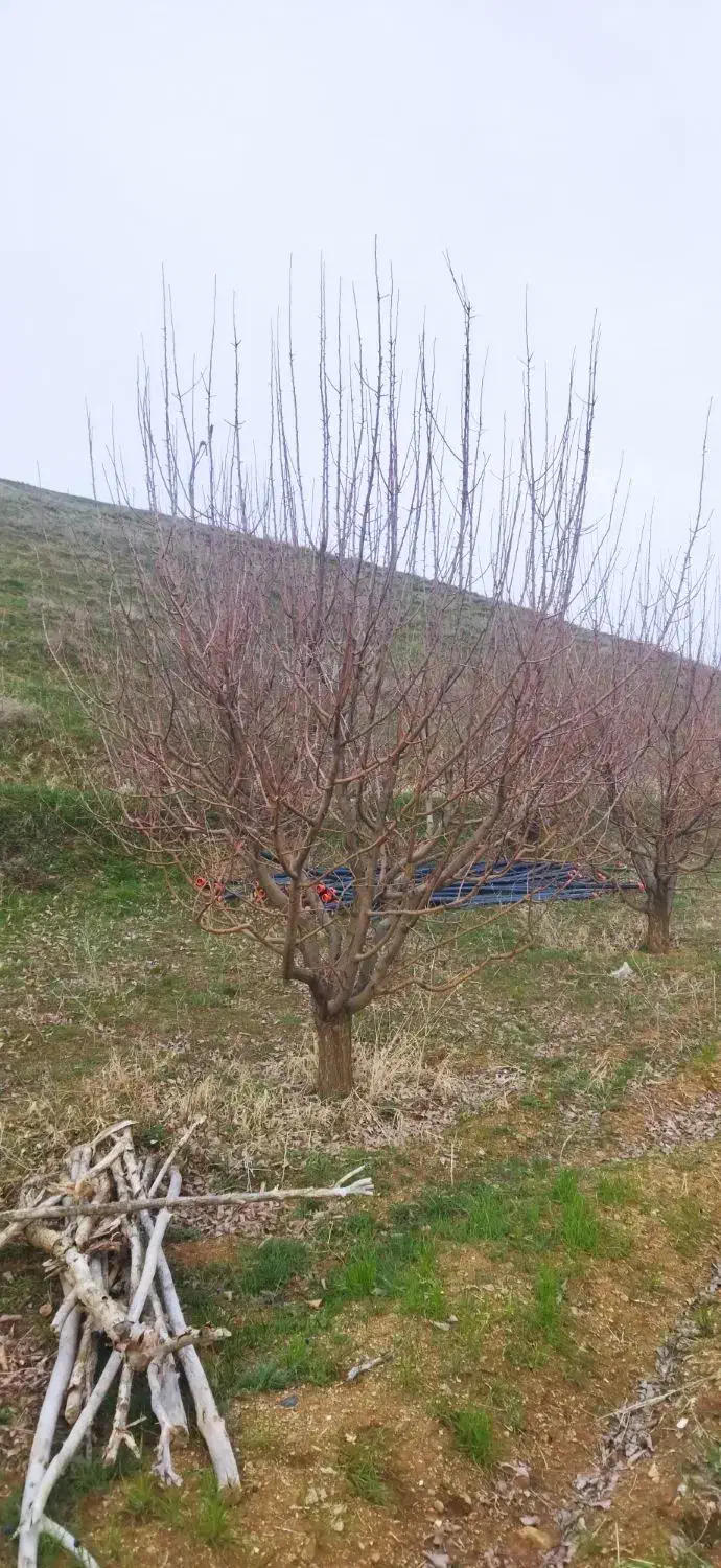 هرس انواع درختان مثمر و غیر مثمر|خدمات باغبانی و درختکاری|مهاباد (آذربایجان غربی), |دیوار