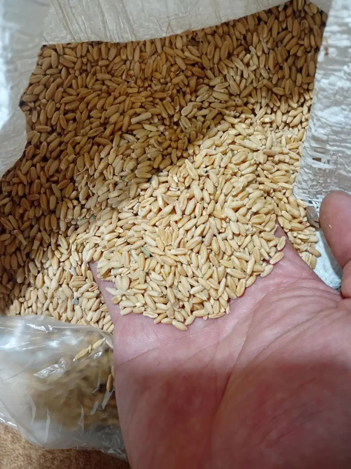 گندم|عمده‌فروشی|ملایر, |دیوار