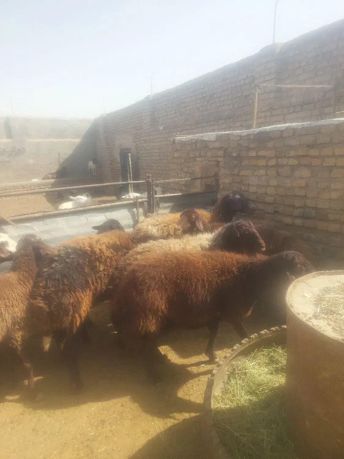 میش داشتی با یک بره نر برای قوچ|حیوانات مزرعه|تربتحیدریه, بالا ولایت|دیوار