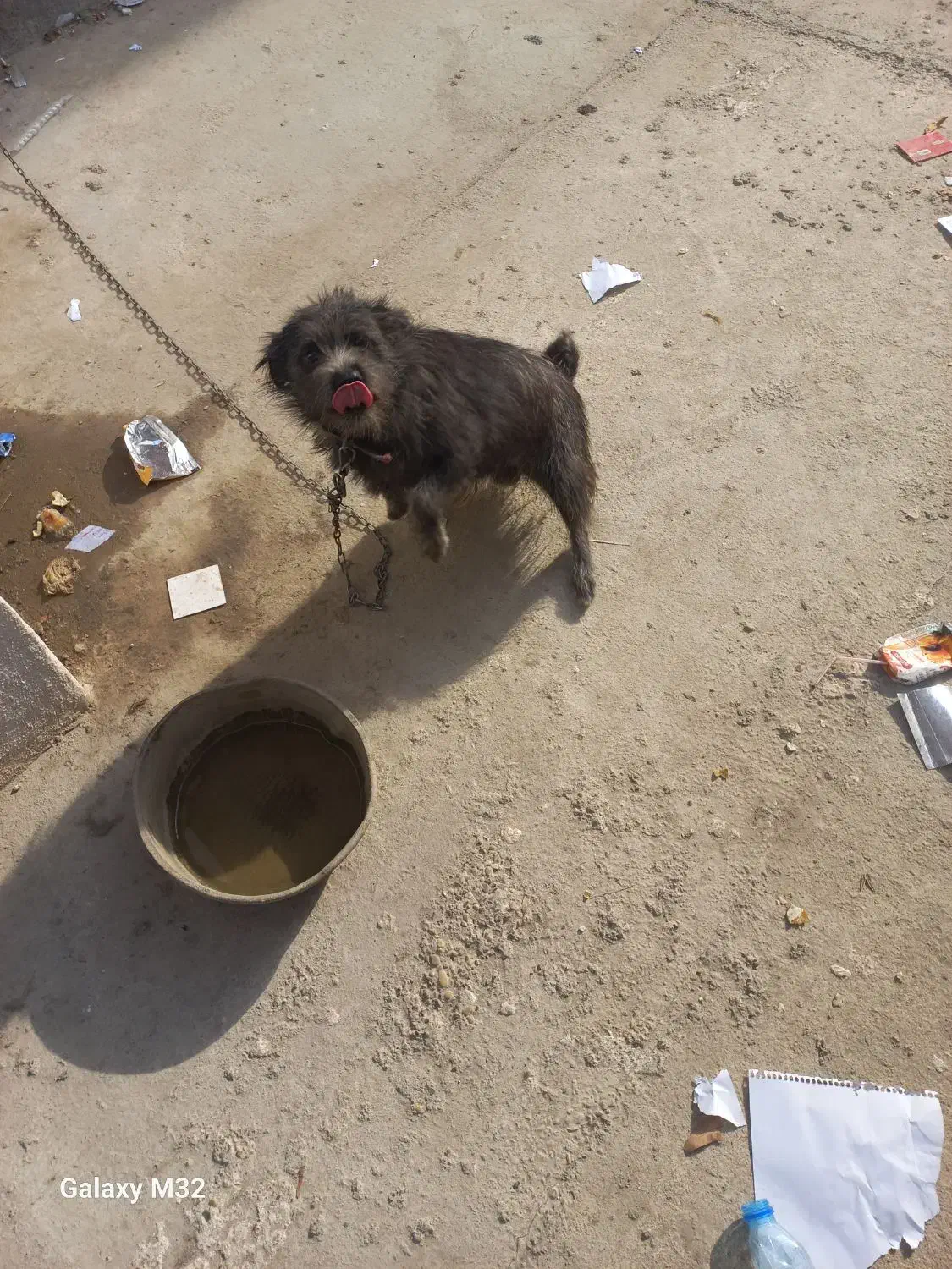 سگ پاکوتاه بسیار زرنگ و باهوش|سگ|کلاله, |دیوار