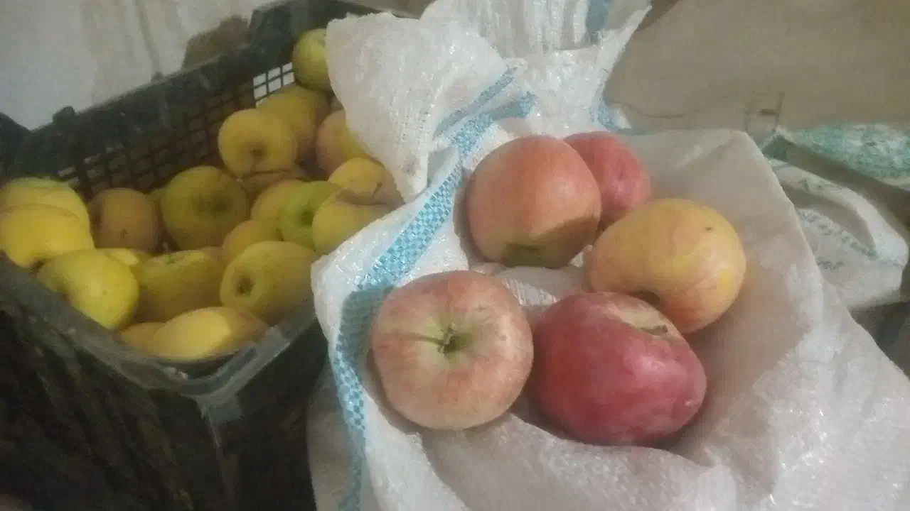 فروش عمده سیب درجه یک و دو|خوردنی و آشامیدنی|صائین قلعه, |دیوار