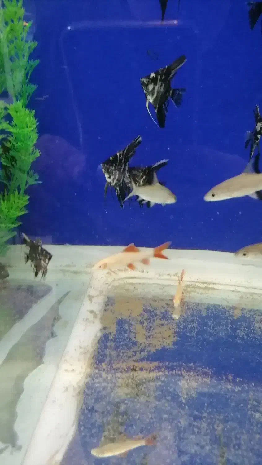 آکواریوم اقیانوس آرام در گلدیس|ماهی|شاهین‌شهر, شهرک گلدیس|دیوار