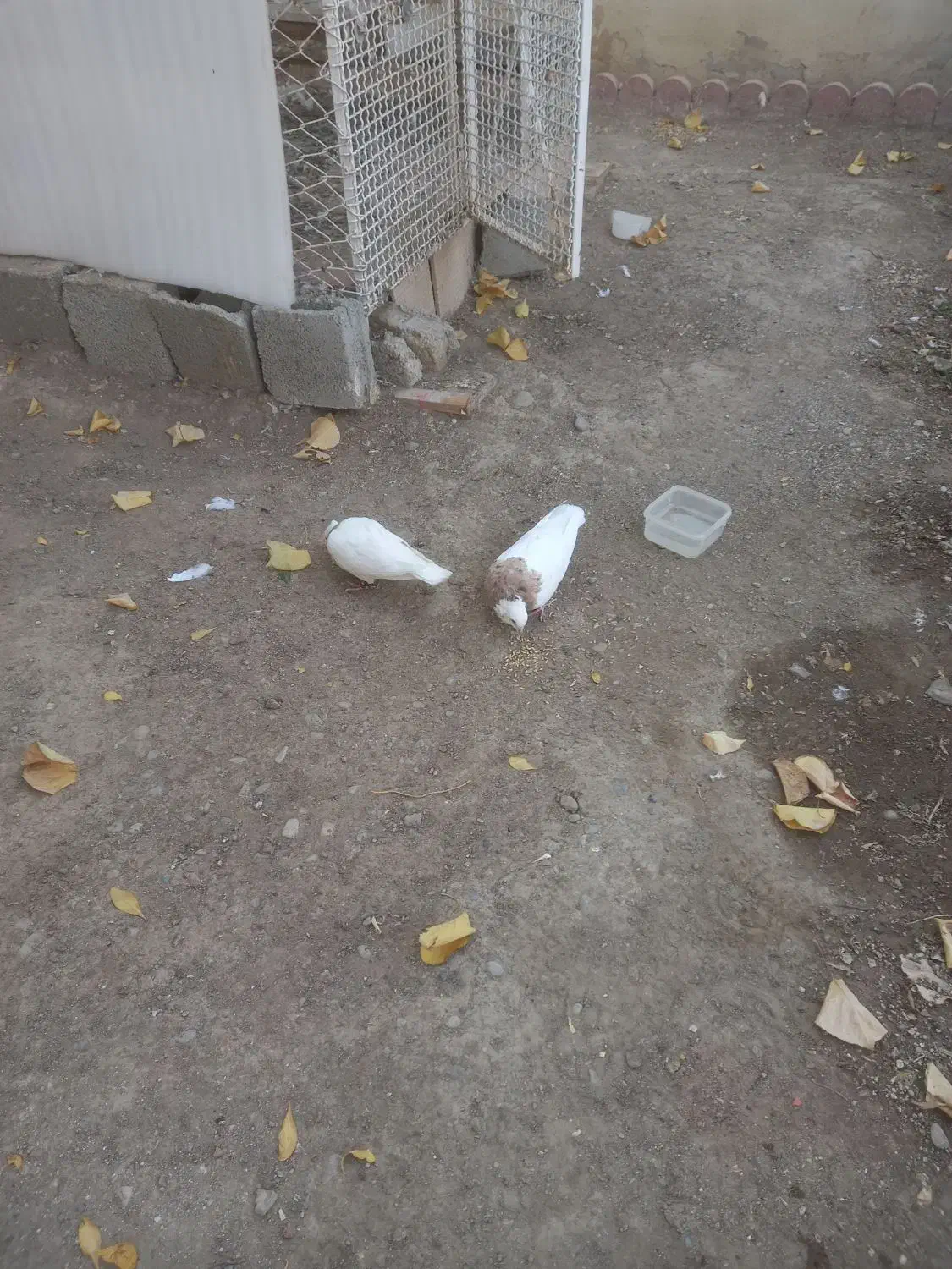 کبوترطوقی|پرنده|شهریار, شهریار|دیوار