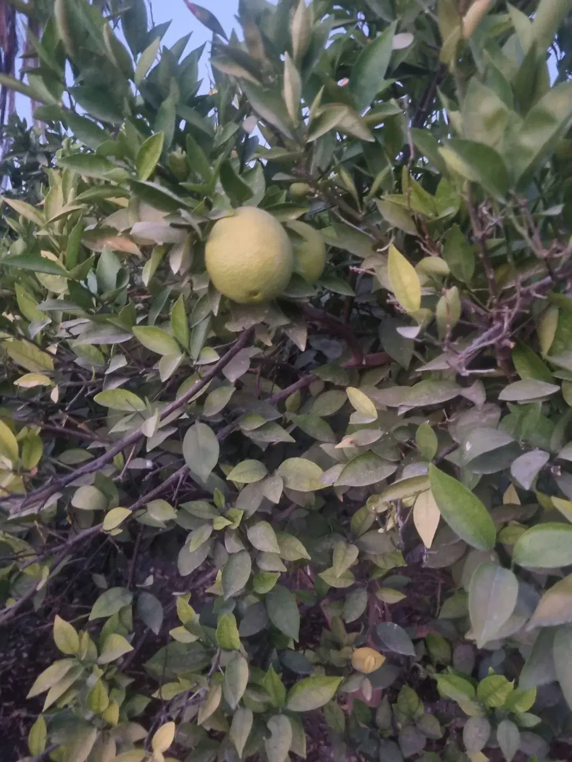 باغ|فروش زمین و ملک کلنگی|جنت, |دیوار