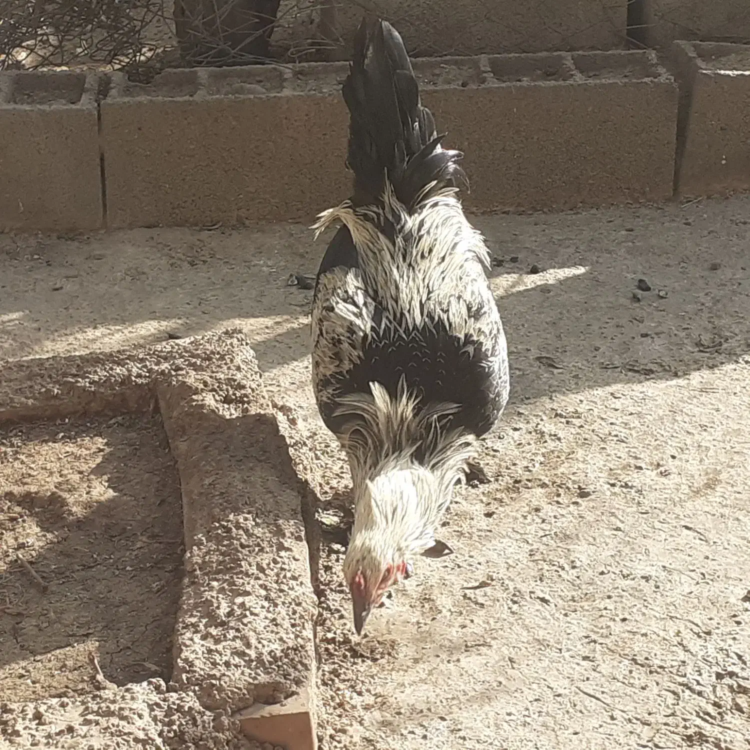 خروس پاپر جوان|حیوانات مزرعه|مینودشت, |دیوار