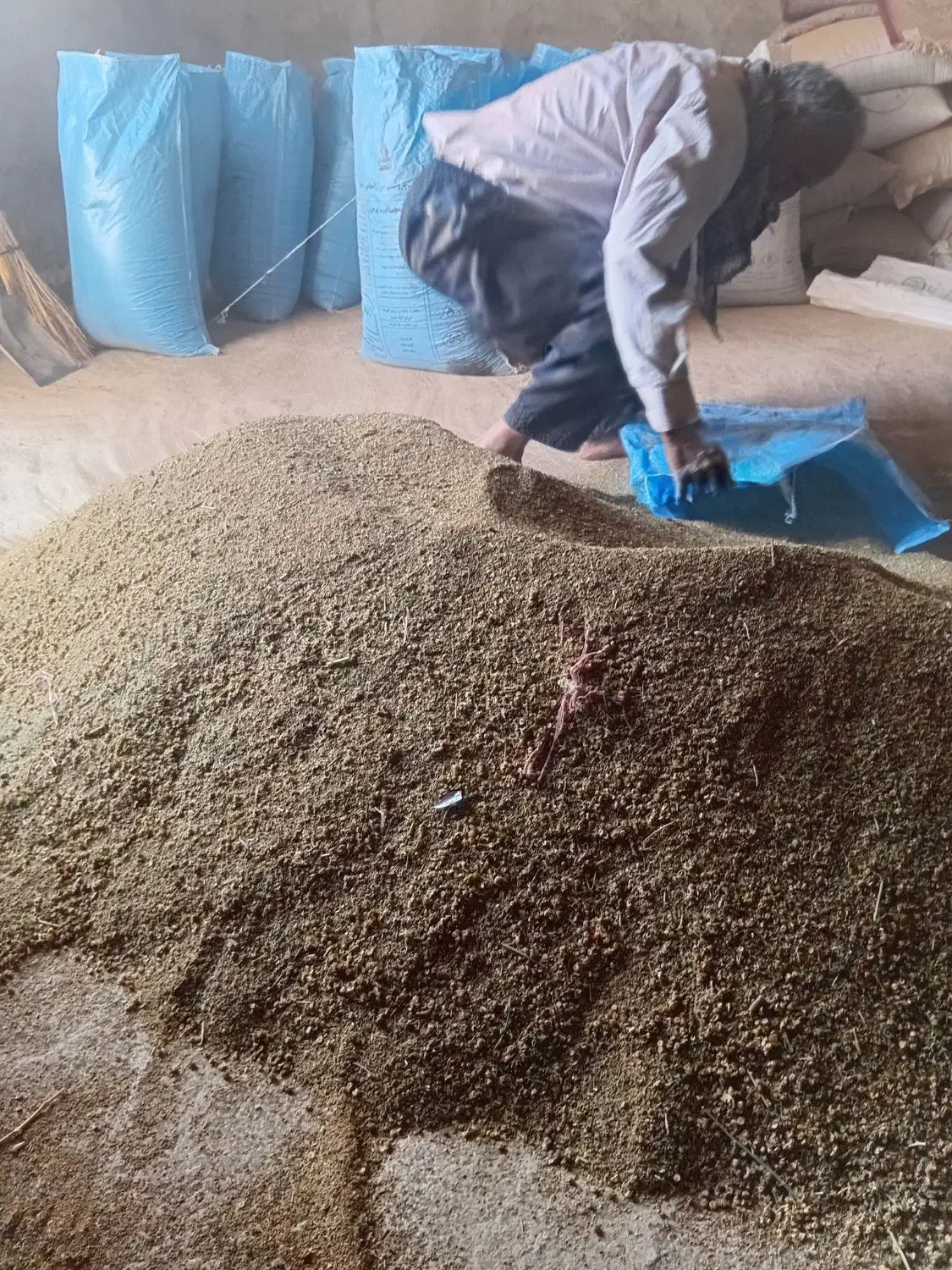 تخم یونجه|خدمات باغبانی و درختکاری|قم, آزادگان|دیوار