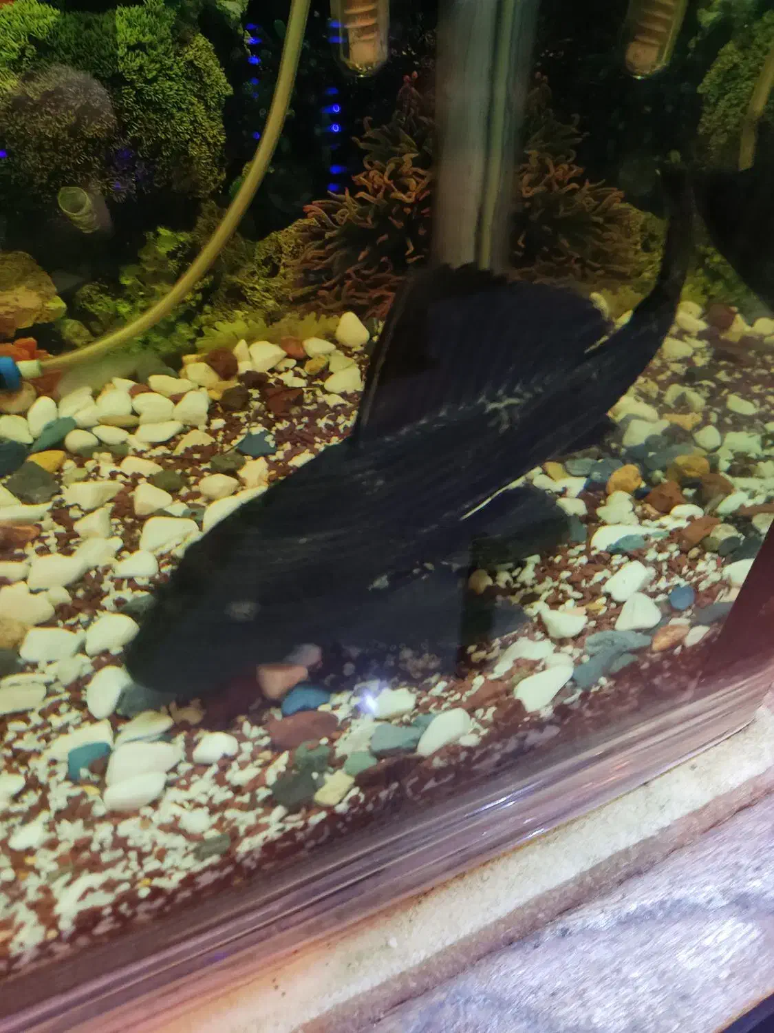 لجنجوار بزرگ|ماهی|دورود, |دیوار