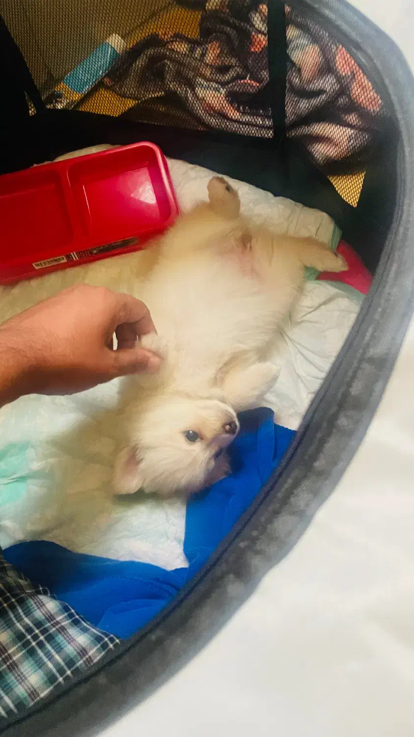 توله سگ پامرین پامر|سگ|هشتگرد, مدرس|دیوار