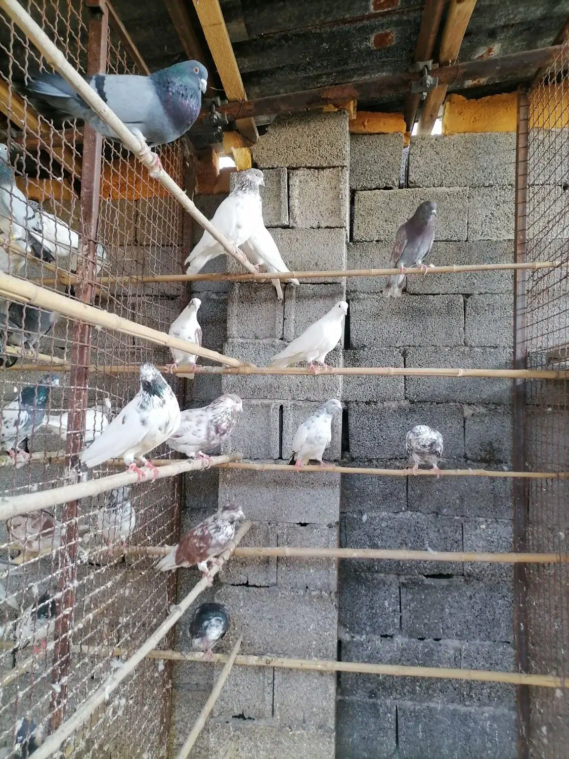 کبوتر پروازی|پرنده|رشت, پیرکلاچای|دیوار