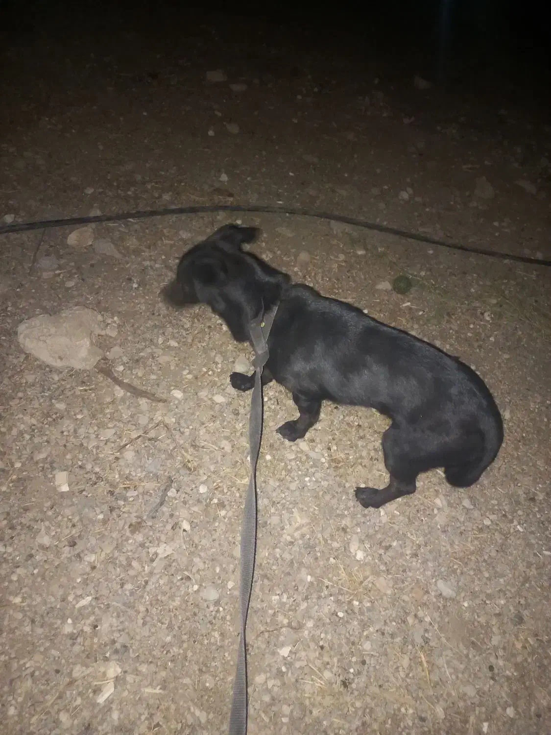 سگ پاکوتاه آمریکایی|سگ|دوگنبدان, |دیوار