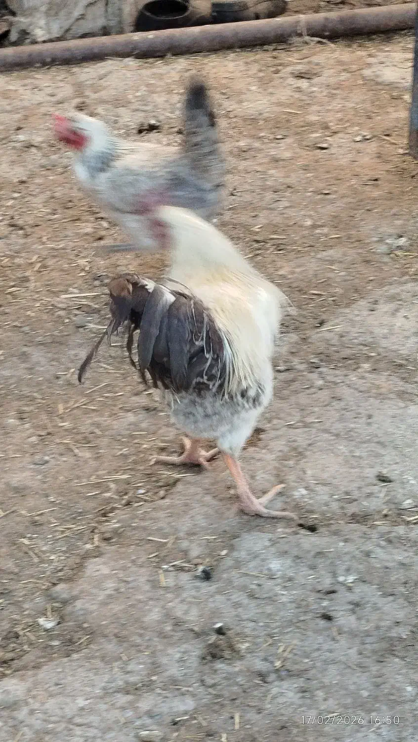 خروس|حیوانات مزرعه|بیرانوند, |دیوار