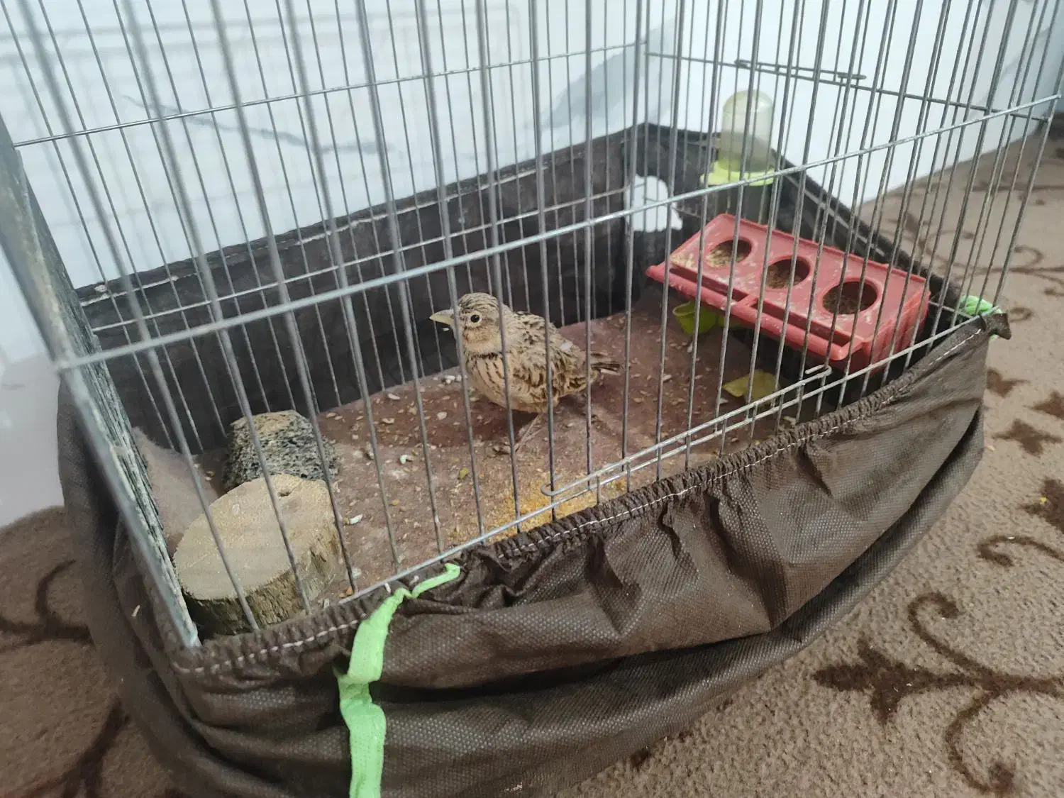 سهره خاکی|پرنده|قزوین, |دیوار