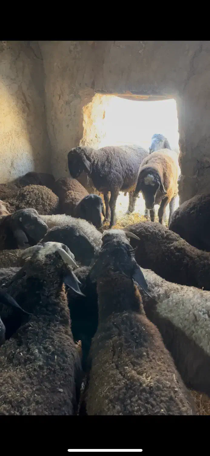 بره چاق|حیوانات مزرعه|شریفآباد, |دیوار