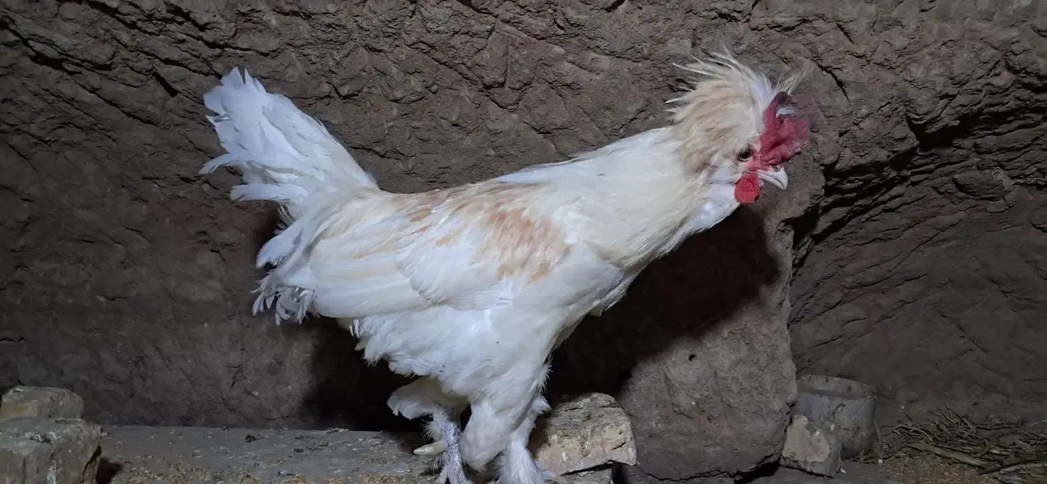 خروس سفید|حیوانات مزرعه|کاشان, میدان کهنه|دیوار