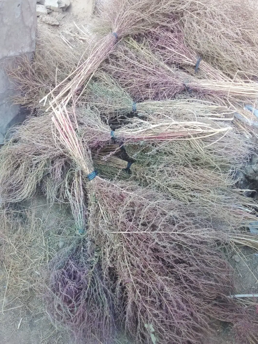 جارومحلی‌(تازه‌چیده‌شده)|لوازم نظافت|اسدآباد, |دیوار