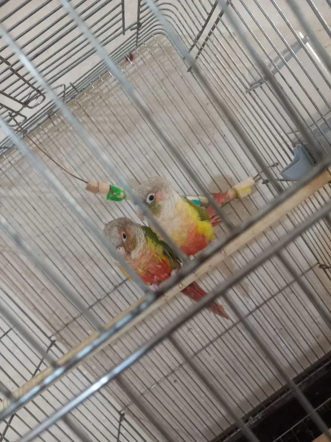 گرینچیک آناناسی مولد تضمینی|پرنده|تبریز, |دیوار