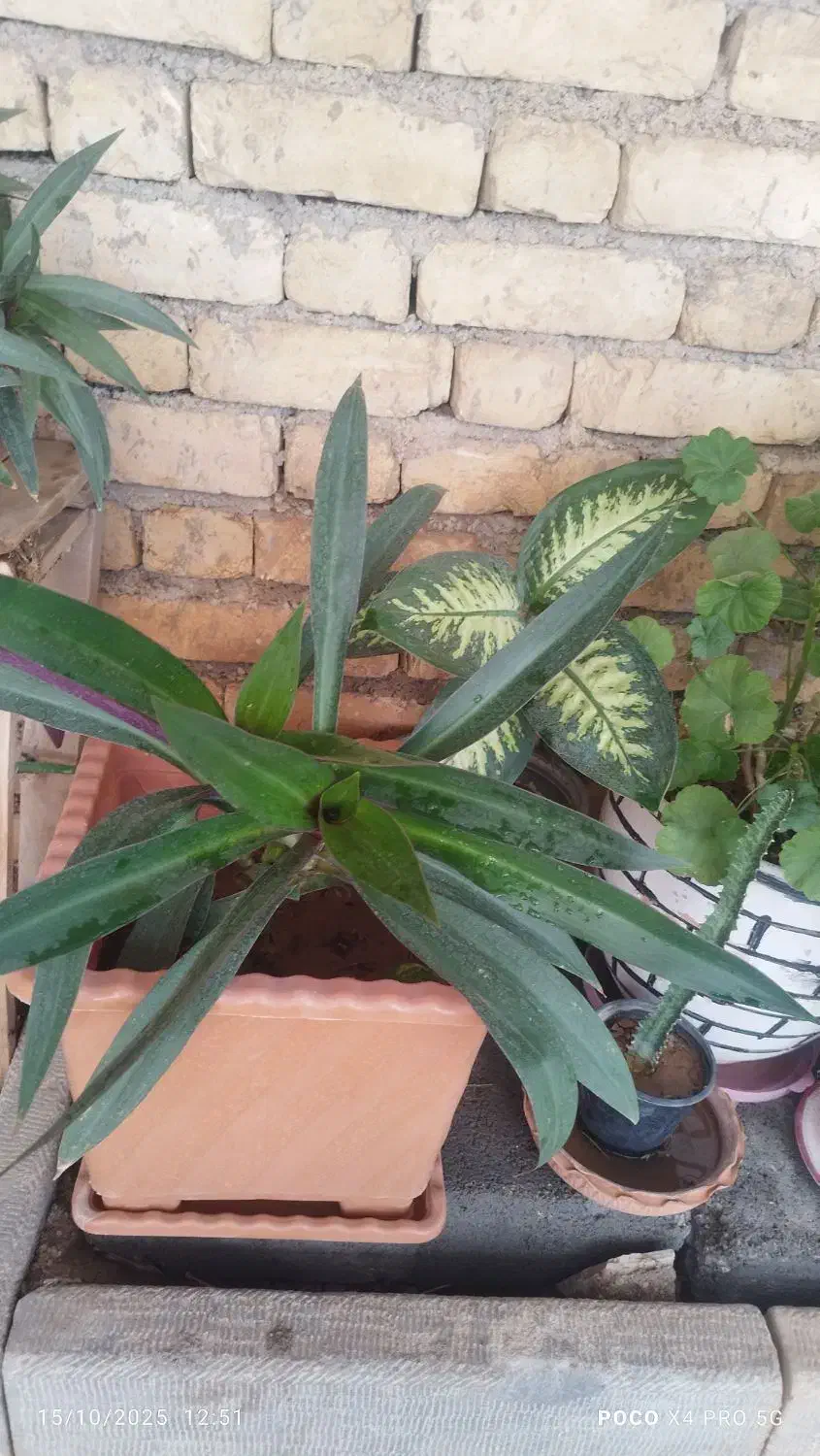 گل طبیعی|گل و گیاه طبیعی|لردگان, |دیوار