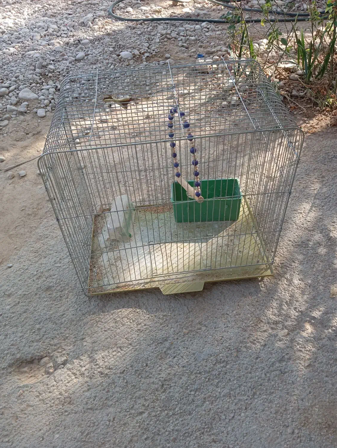 استان بوشهر شهرستان جم شهر ریز|لوازم جانبی حیوانات|ریز, |دیوار