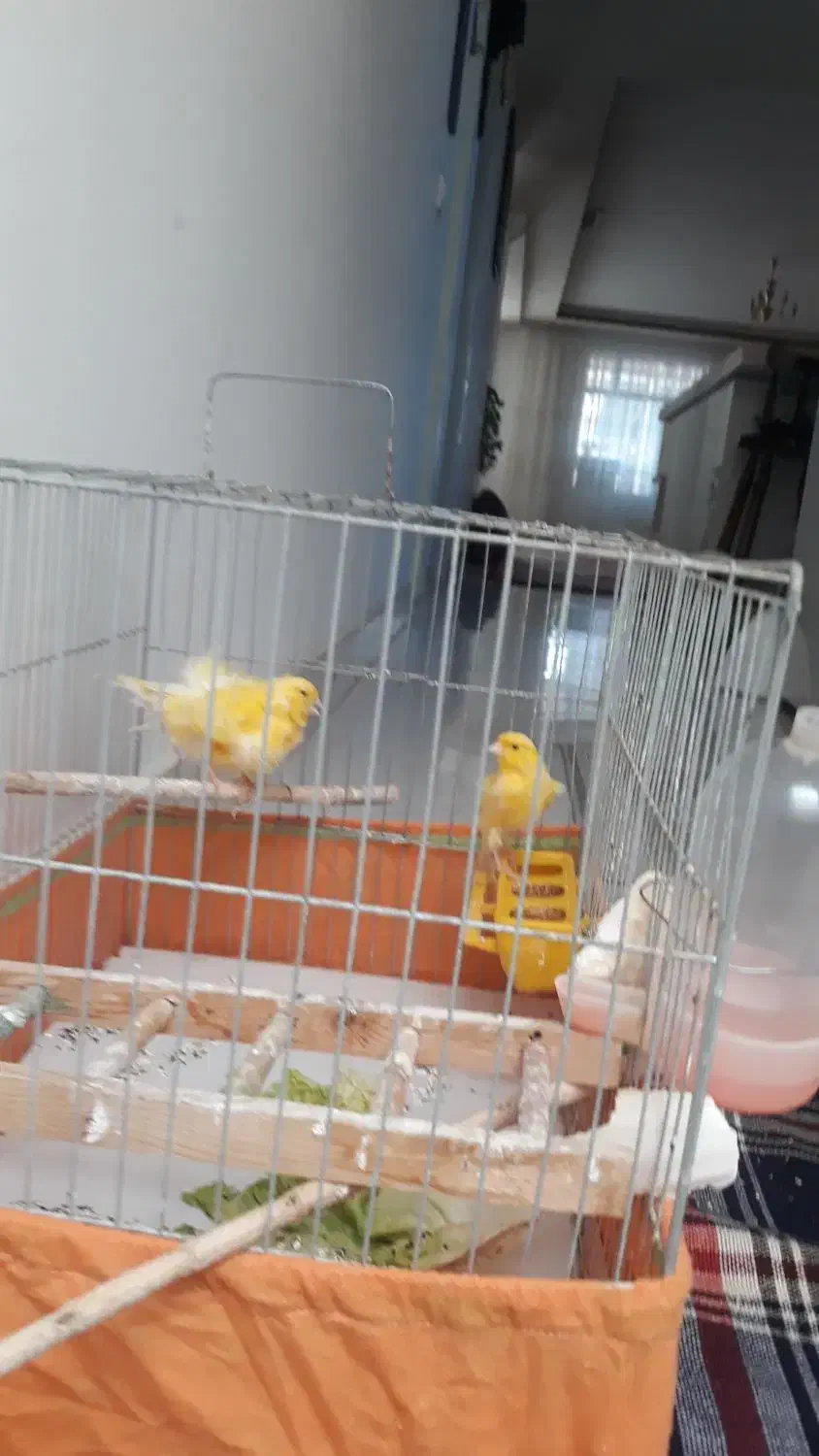 قناری|پرنده|سبزوار, توحیدشهر|دیوار