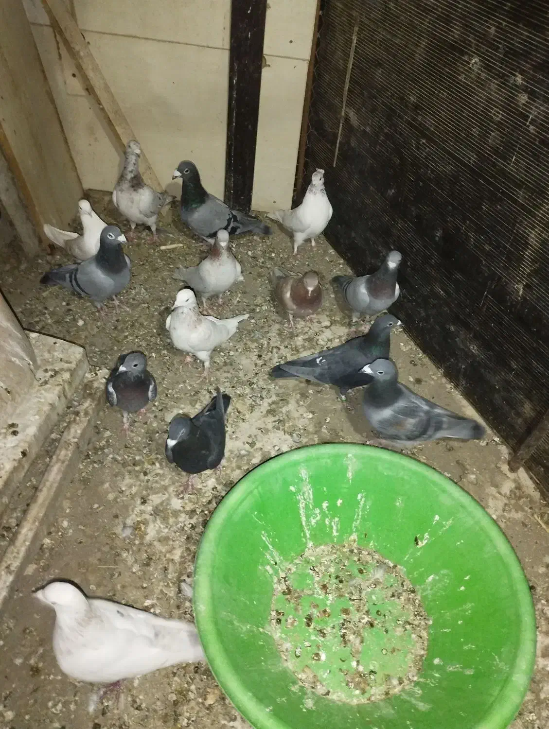 کبوتر پلاکی آلمانی تهرانی|پرنده|هشتگرد, تهران دشت|دیوار