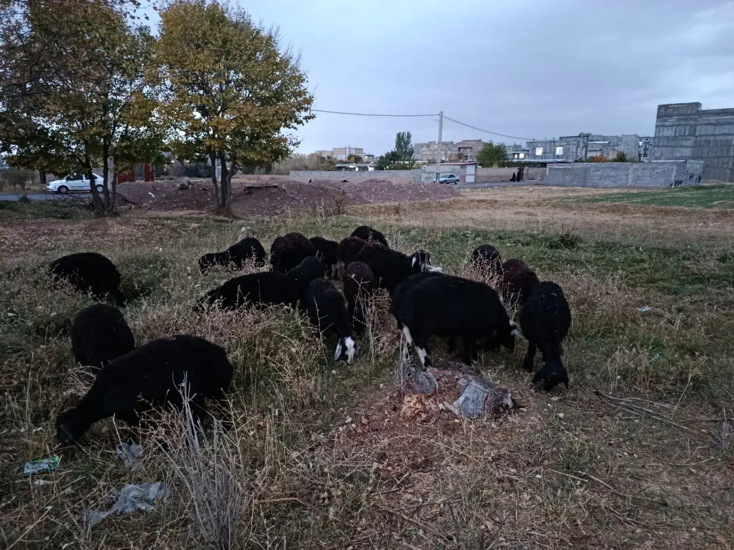 بره ماده ونر قره قزل اصل|حیوانات مزرعه|هریس, |دیوار