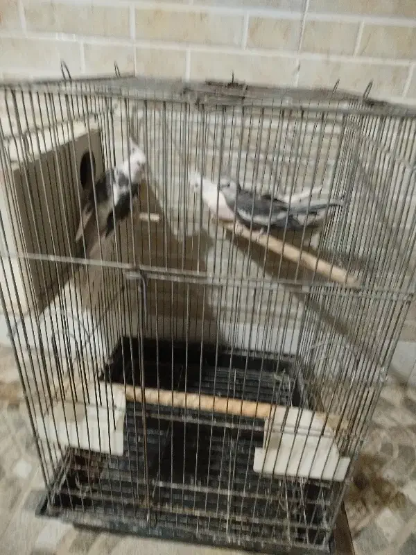 فروش عروس هلندی|پرنده|آران و بیدگل, |دیوار