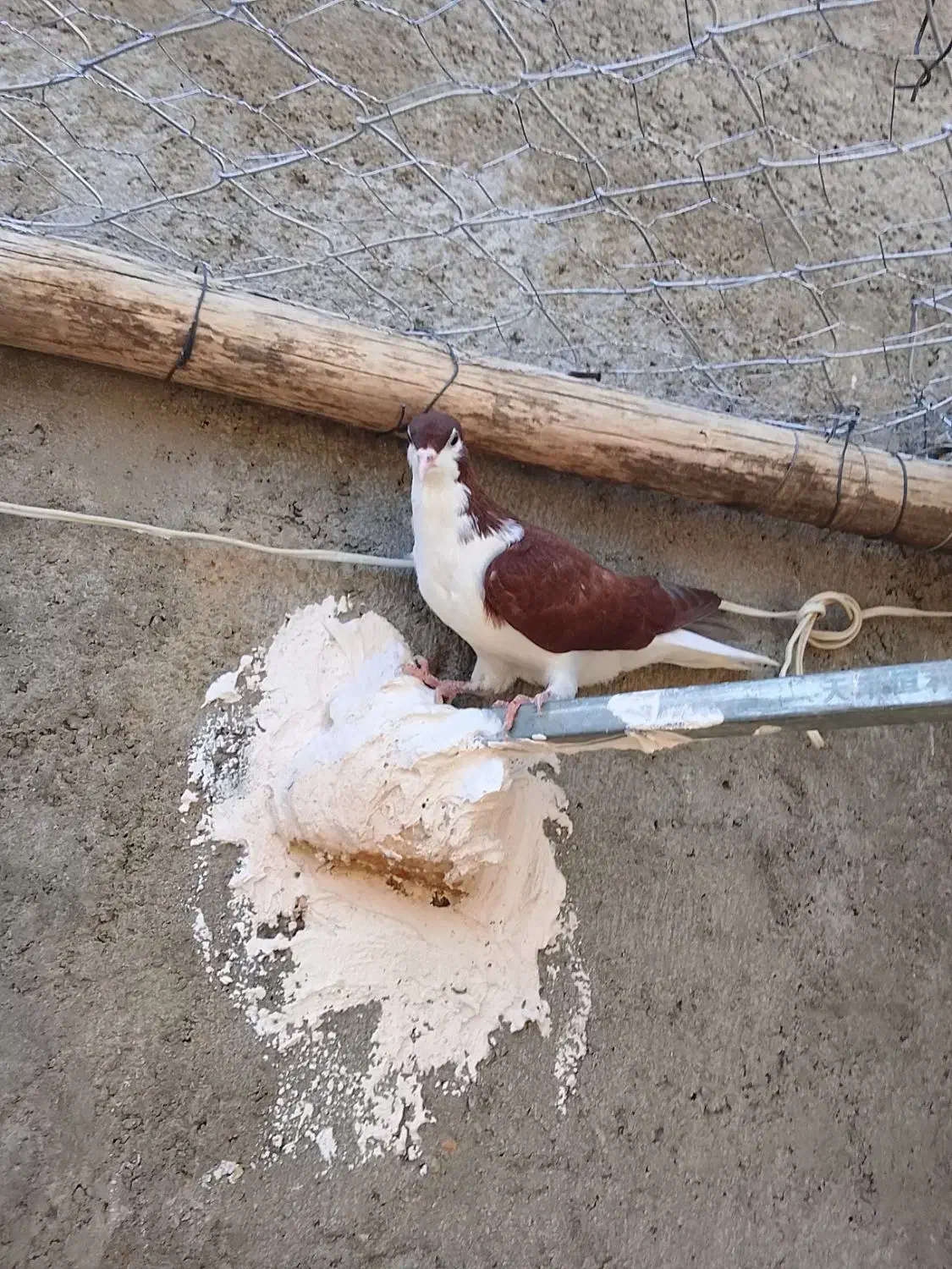 کبوتر ساده|پرنده|صفی آباد, |دیوار