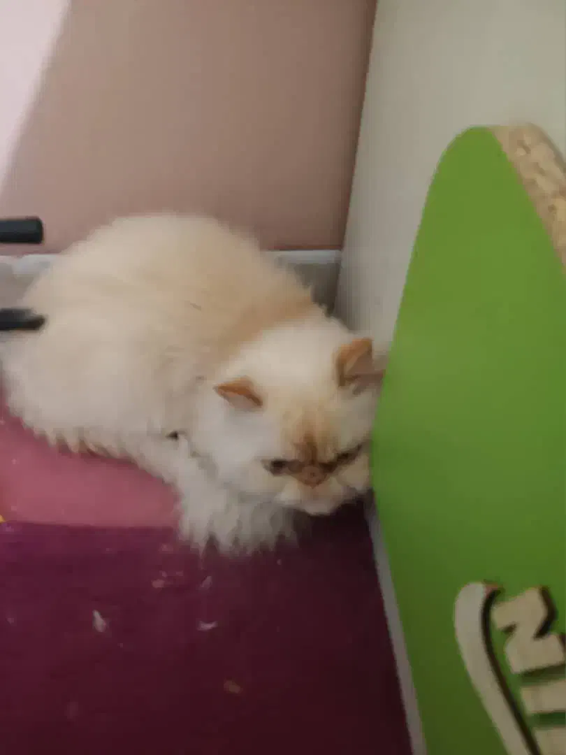 گربه پرشین سوپر فلت|گربه|صدرا-فارس, فاز ۱|دیوار