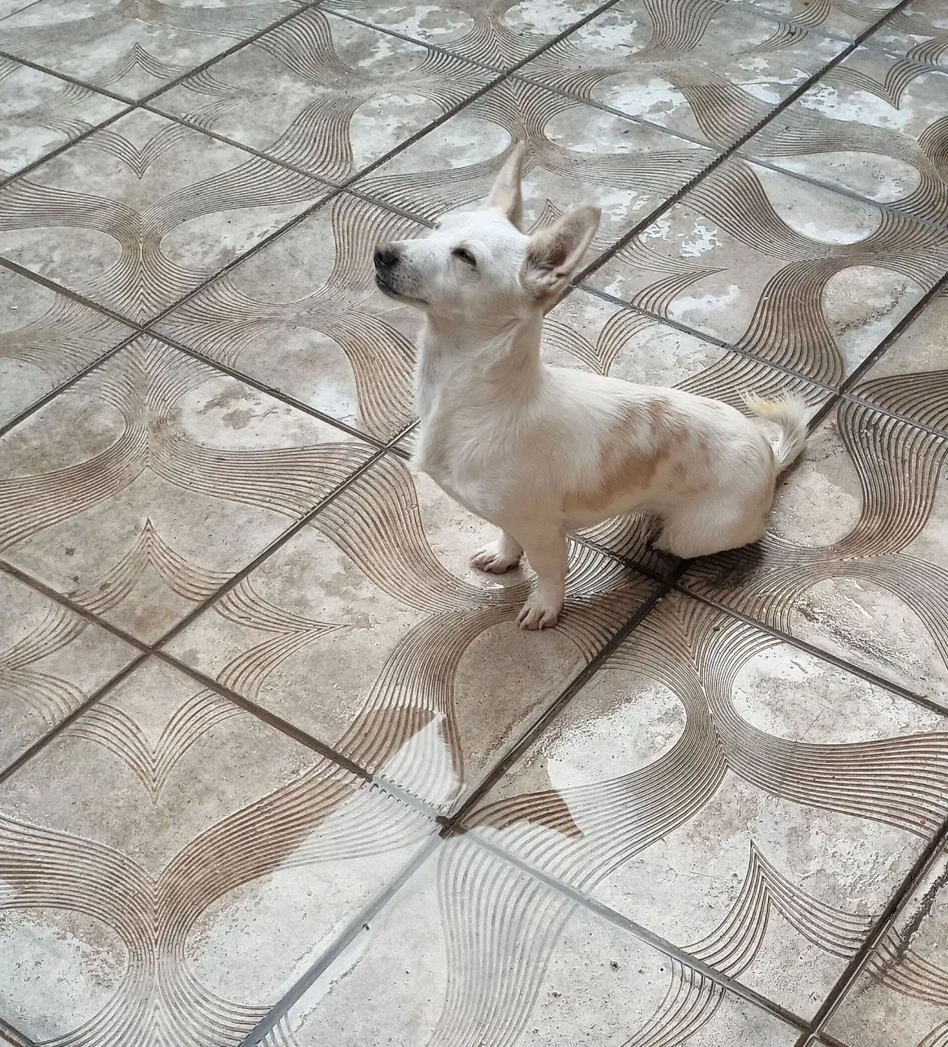 واگذاری سگ|سگ|آذرشهر, |دیوار