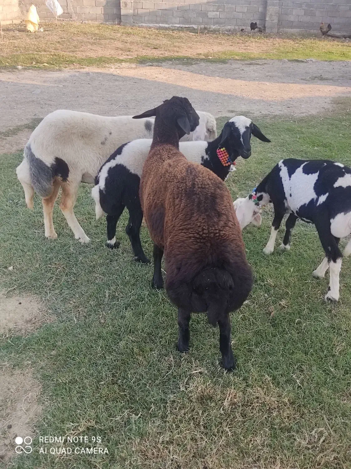 توقلی  نر قوچی. چاق.|حیوانات مزرعه|آق قلا, |دیوار