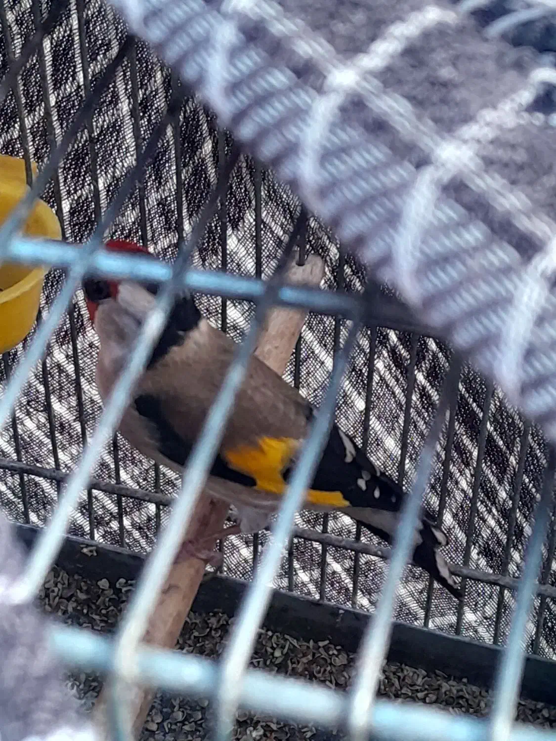 سره بهاره استانه|پرنده|شازند, |دیوار