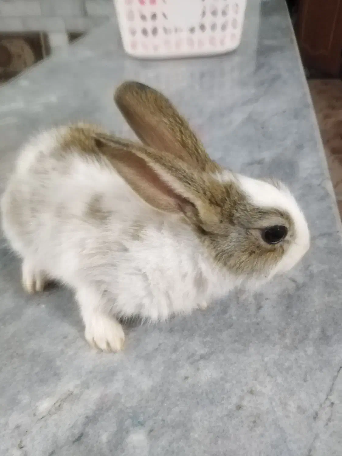 خرگوش بازیگوش|موش و خرگوش|قائن, |دیوار