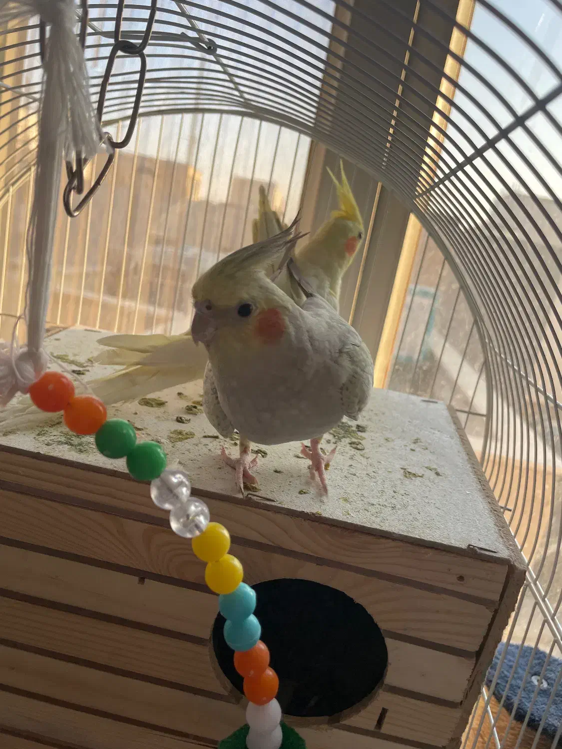 یه جفت عروس هلندی مولد|پرنده|تهران, جیحون|دیوار