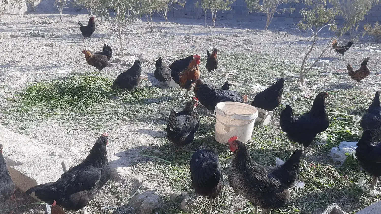 تعدادی مرغ|حیوانات مزرعه|ابریشم, |دیوار