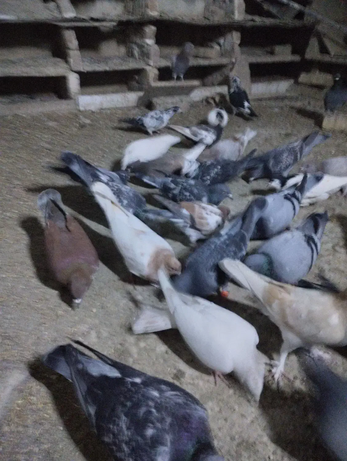 کبوتر آلمانی رنگه ابلغ سار سبز ک|پرنده|چناران, |دیوار