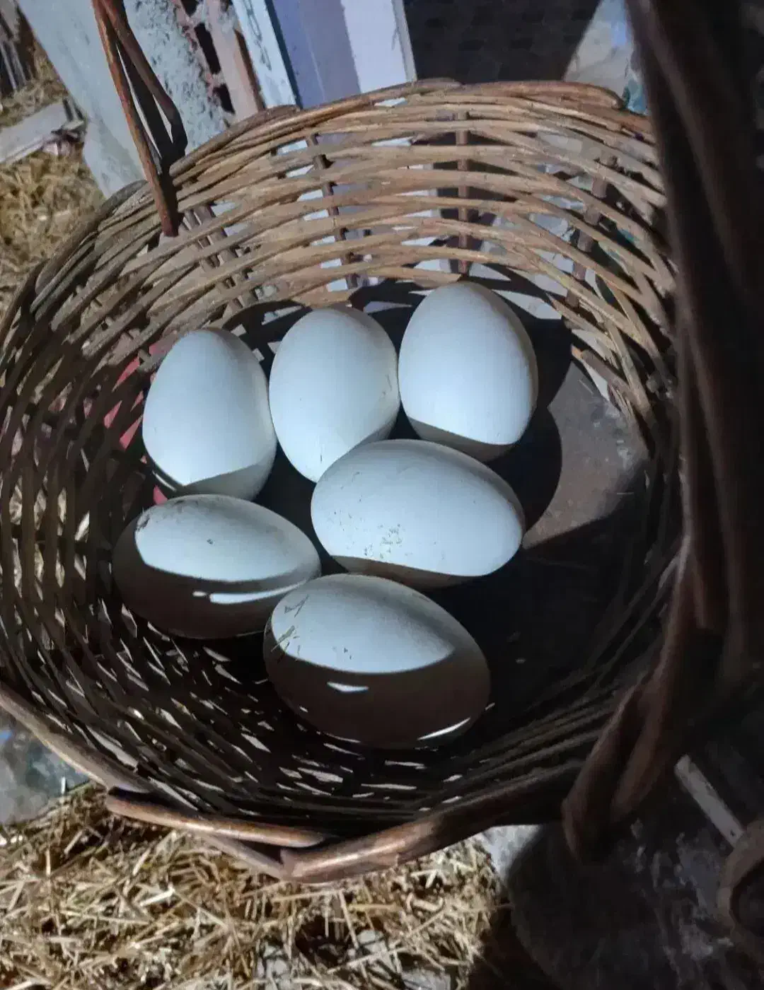 تخم قوغار اوکراینی دونه ای 80تومان|حیوانات مزرعه|فاضل آباد, |دیوار