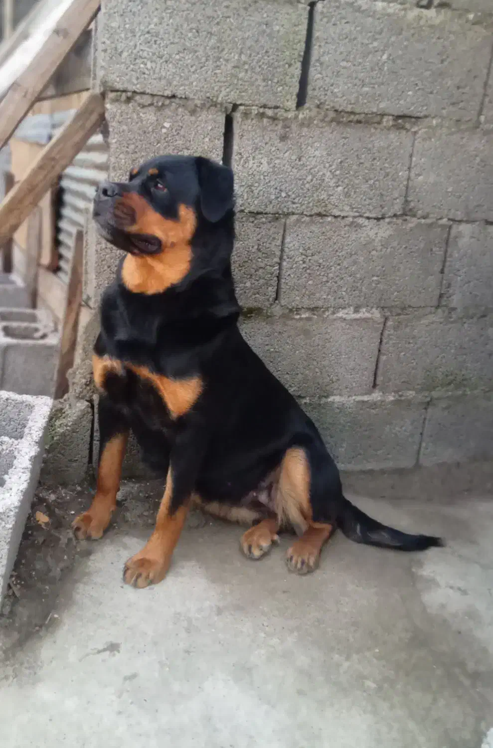 روتوایلر ماده|سگ|رشت, لاکان|دیوار