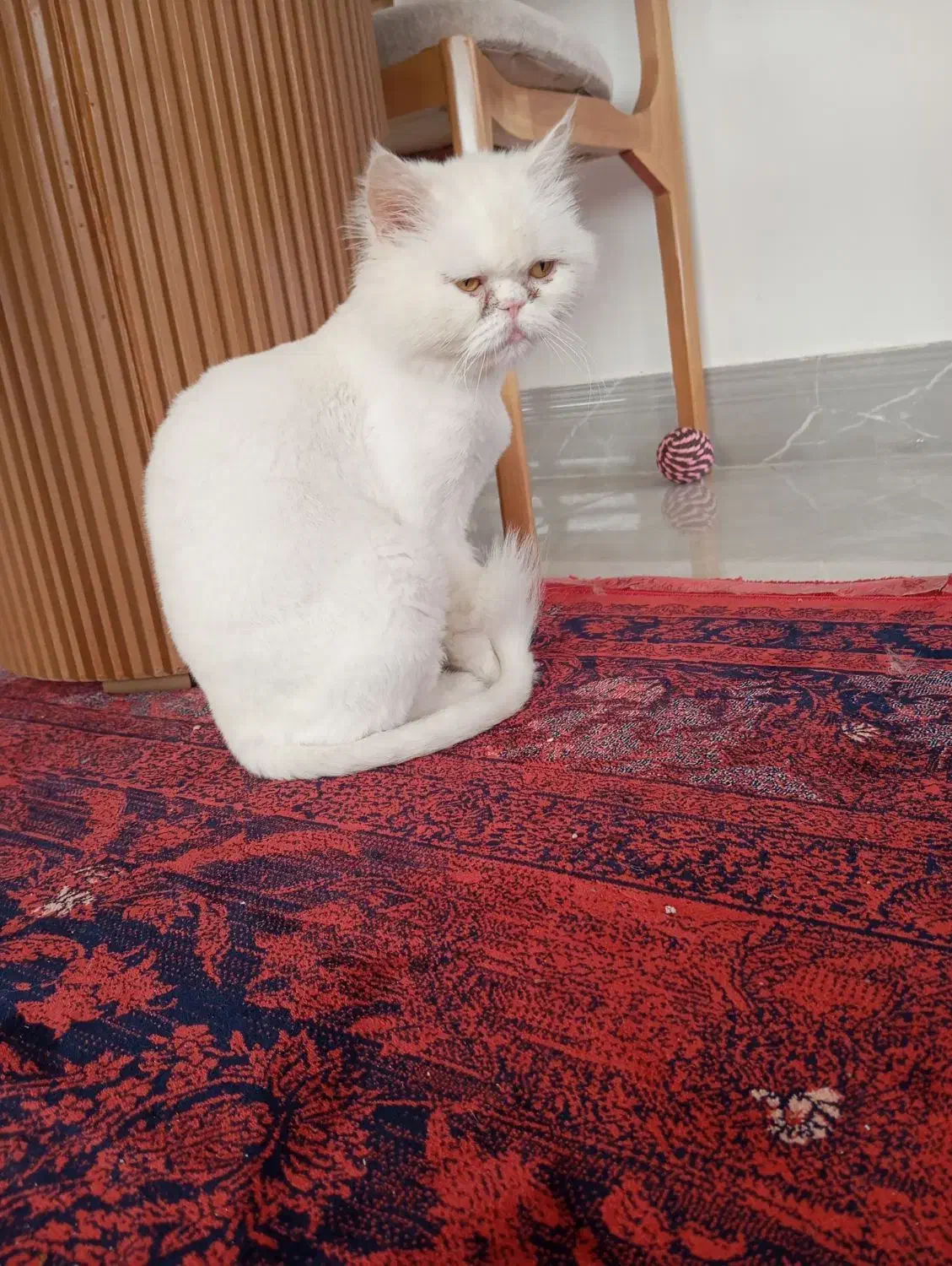 گربه پرشین ماده|گربه|میاندوآب, |دیوار